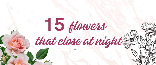 15 Best Flowers That Close at Night - Night Closing Flowers