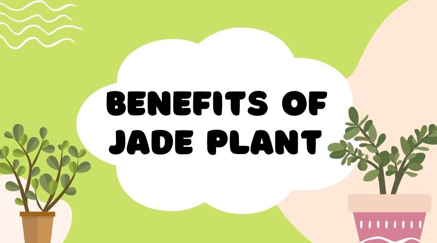 benefits of jade plant 