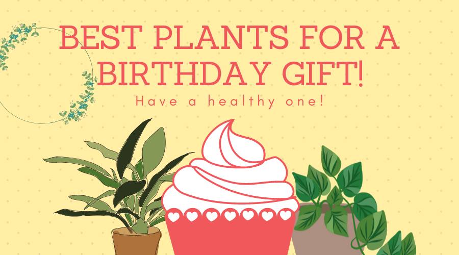 LUXETA Birthday Gifts for Mom - Happy Birthday Mom Gifts Succulent pots  with Gif | eBay