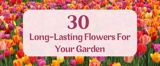 30 Long-Lasting Flowers for Your Garden 