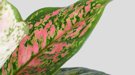 How to Care for Aglaonema Pink Dalmatian