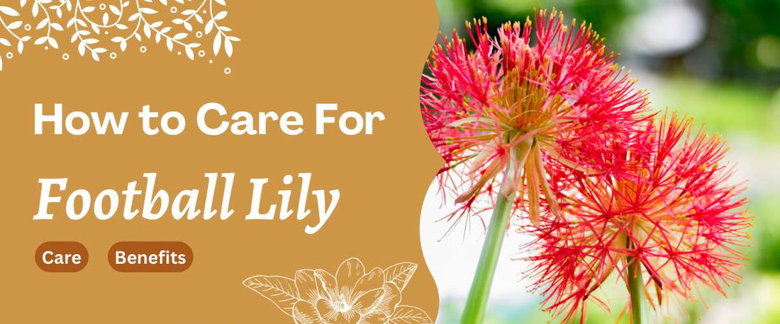 A Complete Guide to Football Lily | Care & Benefits