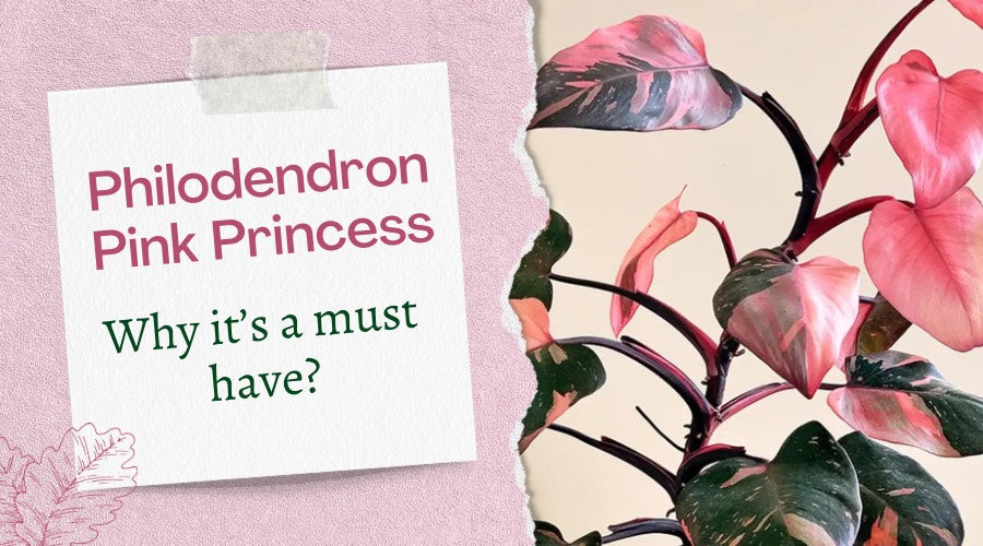 Philodendron Pink Princess Care Guide: Growing Tips