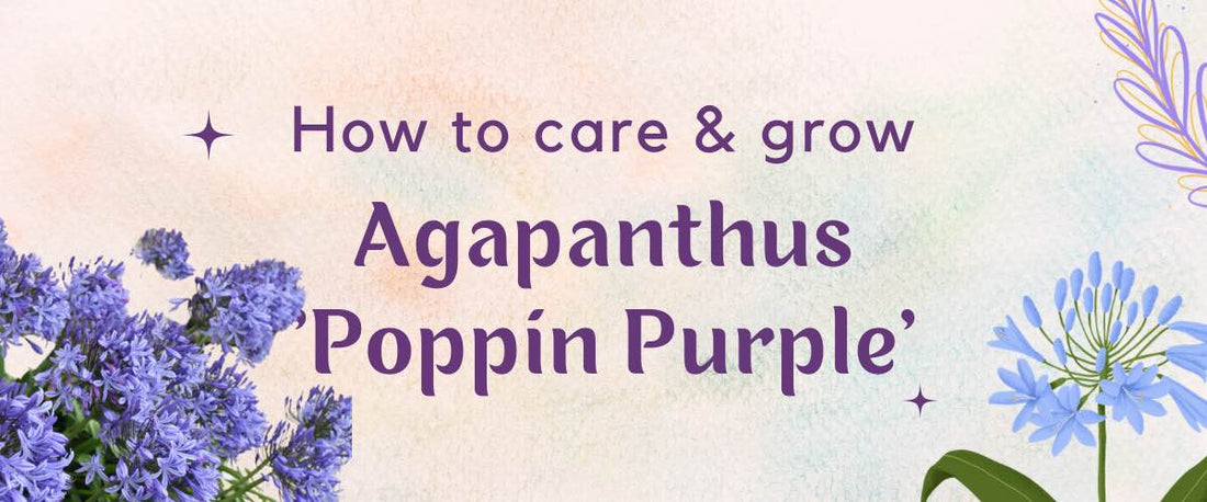 How to Grow and Care for Agapanthus Poppin Purple