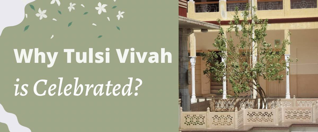 Why Tulsi Vivah Celebrated?