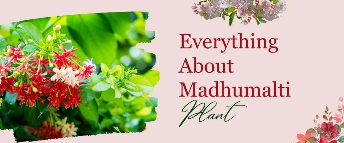 How to Grow and Care for Madhumalti Plant