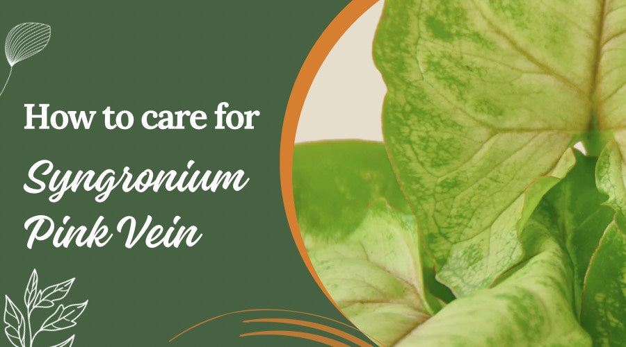 How to Care for Syngonium Pink Vein