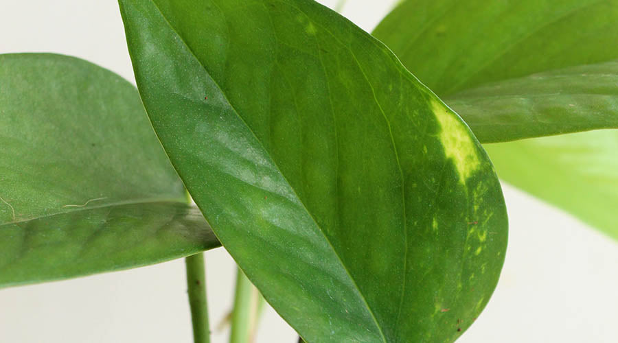 How to Care for Money Plant Green