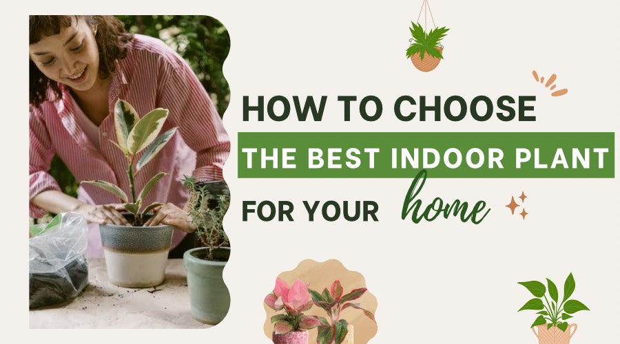 Tips To Choose the Best Houseplant 
