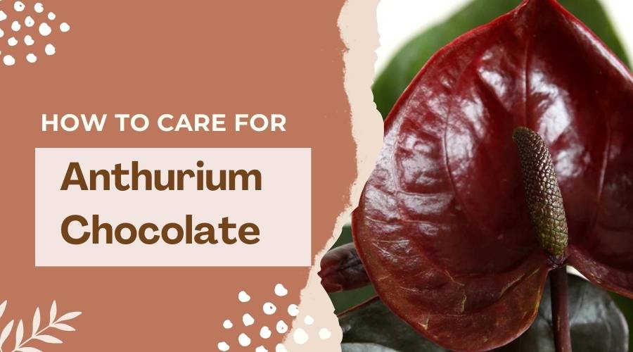 How to Care for Anthurium Chocolate