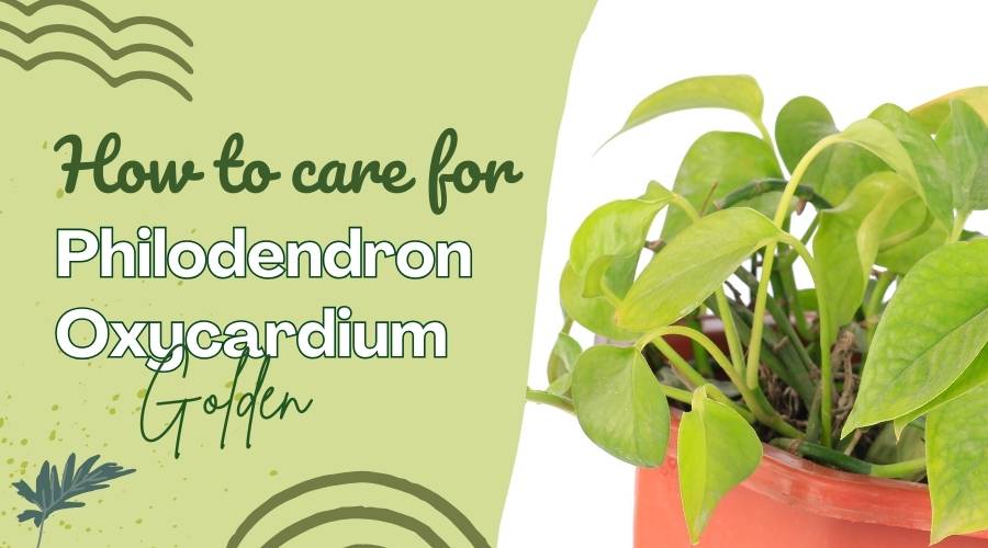 How to Grow and Care Philodendron Oxycardium Golden