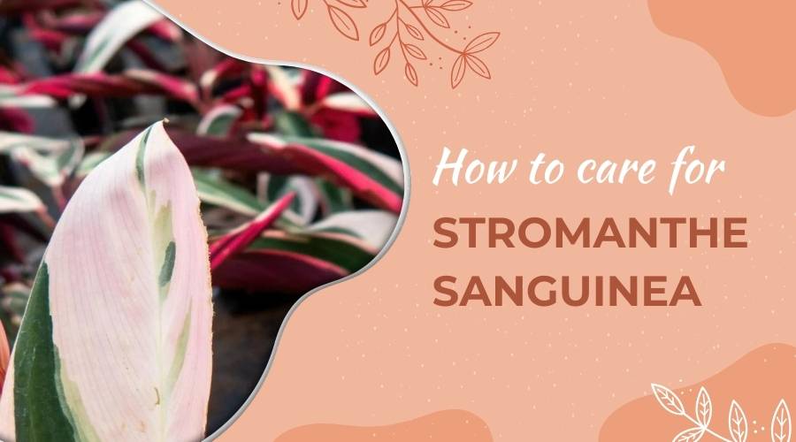 How to Care for Stromanthe Sanguinea