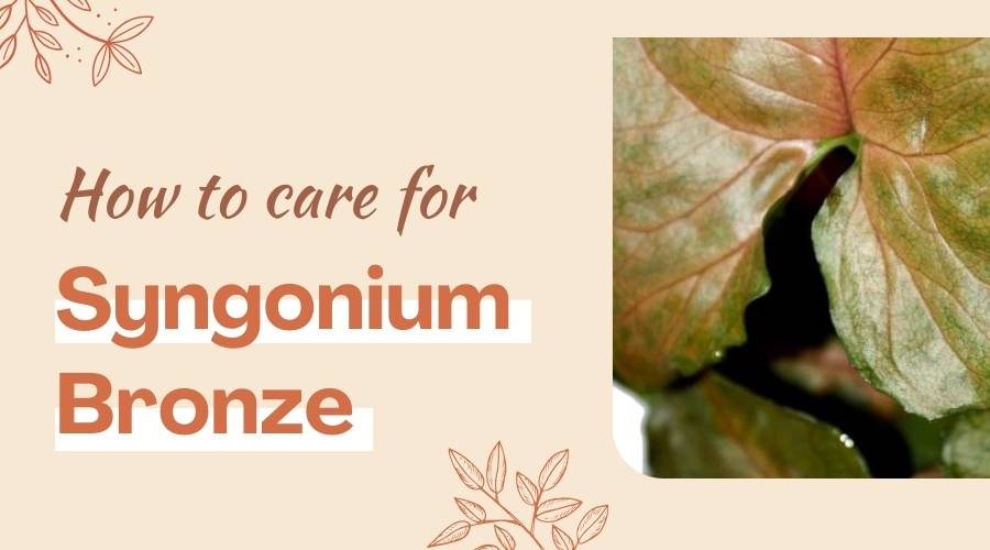 How to Care for Syngonium Bronze