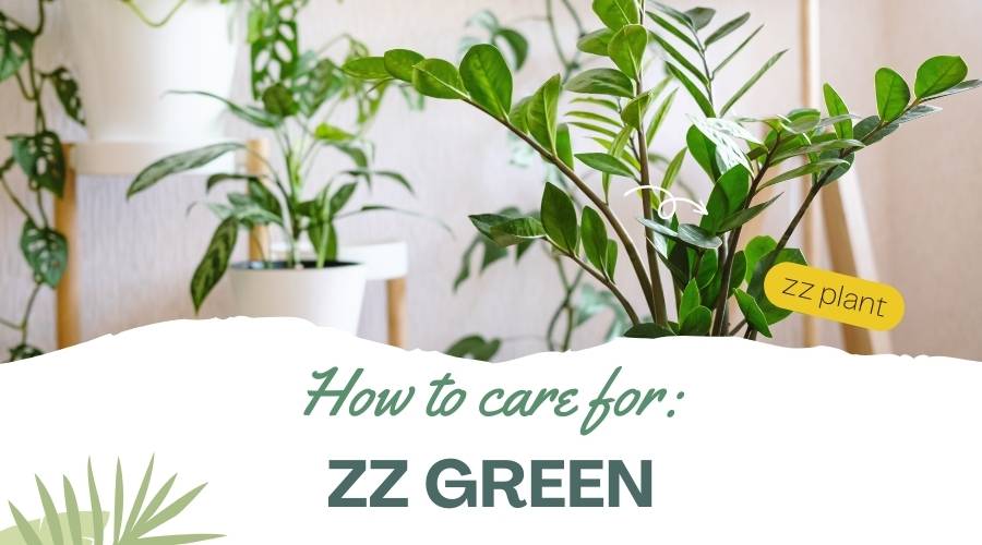 How to Care and Grow ZZ Green Plant