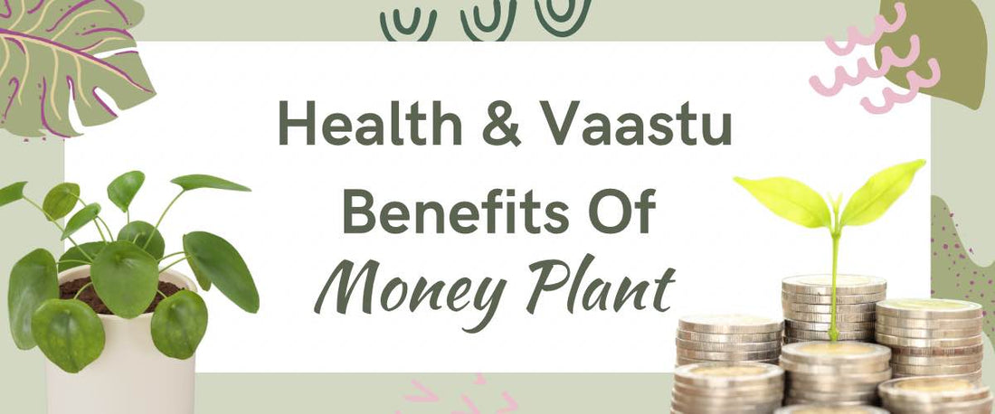 Health and Vastu Benefits of Money Plants 