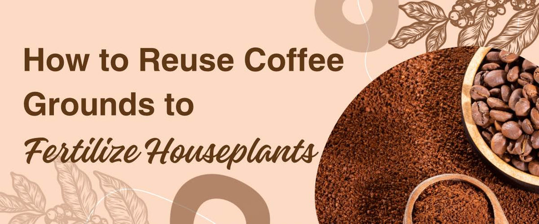 How to Reuse Coffee Grounds to Fertilize Houseplants 