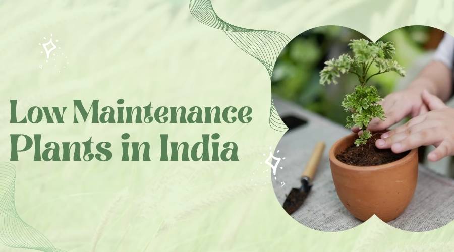  Easy to Care Low Maintenance Plants in India