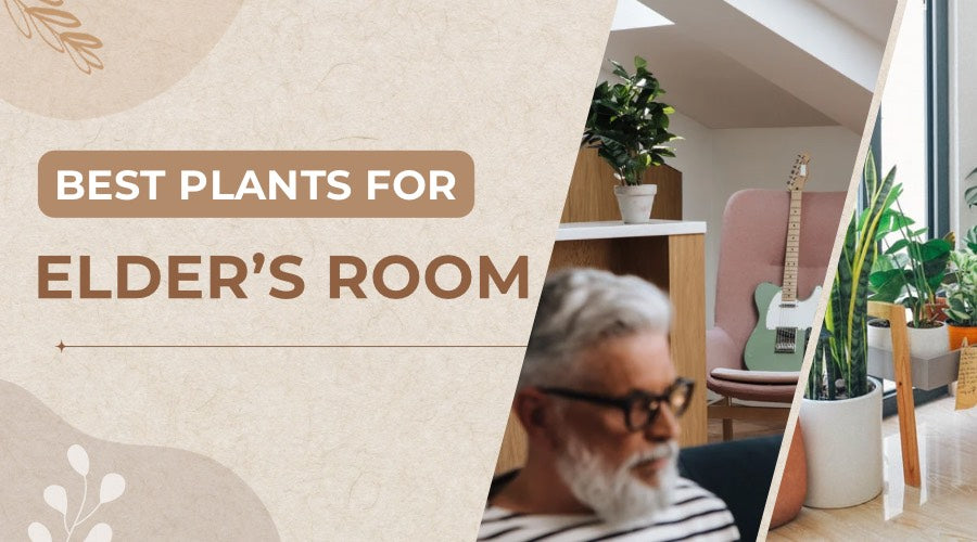 Best Indoor Plants For Elders' Room