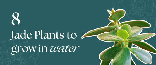 8 Best Plant Varieties to Grow in Water