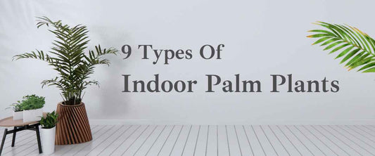 Types of Palm Plants You Can Grow Indoor