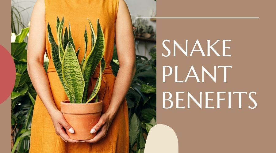 Benefits of Snake Plant