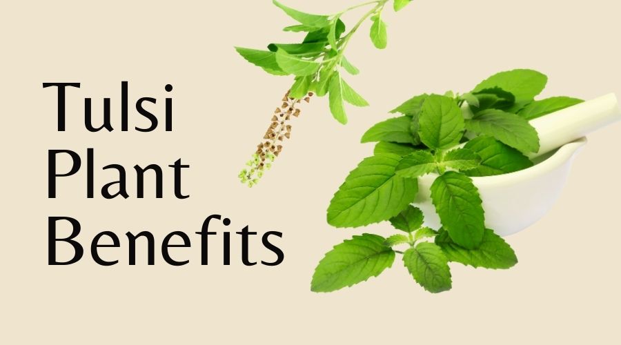 Uses and Health Benefits of Tulsi Plant