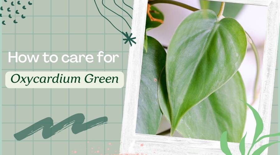 Oxycardium Green Care Guide