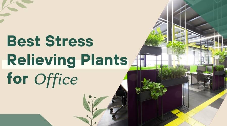 Best Stress-Relieving Plants for Offices and Workspaces 