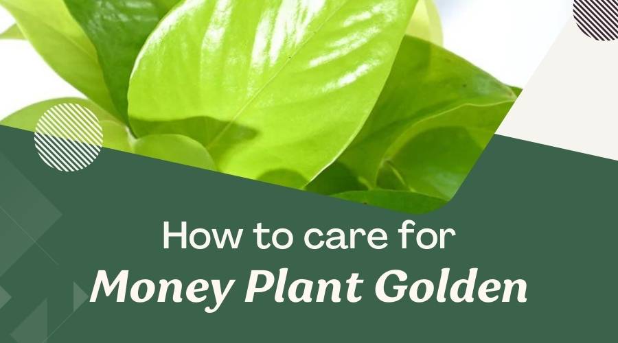 Money Plant Golden Care Guide