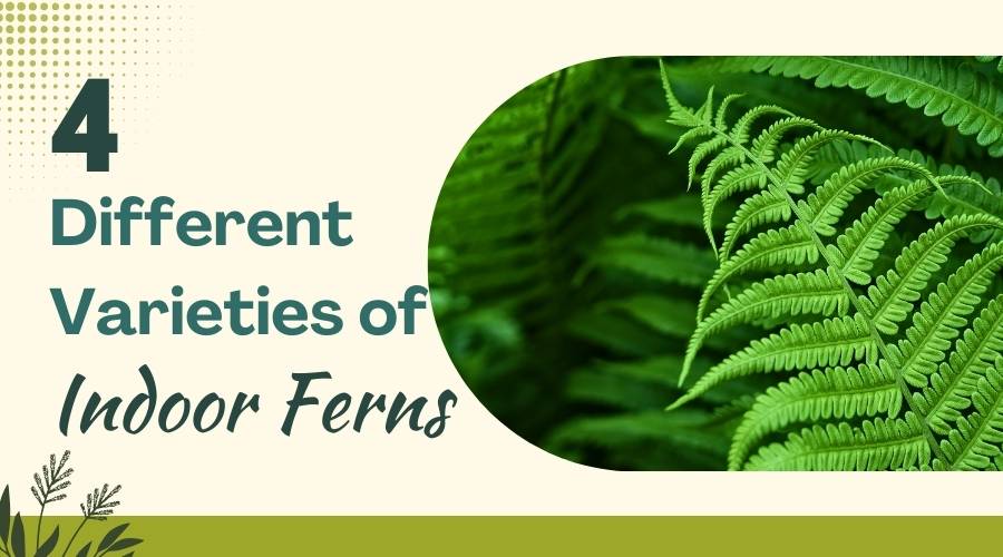 Different Varieties of Indoor Ferns in India 