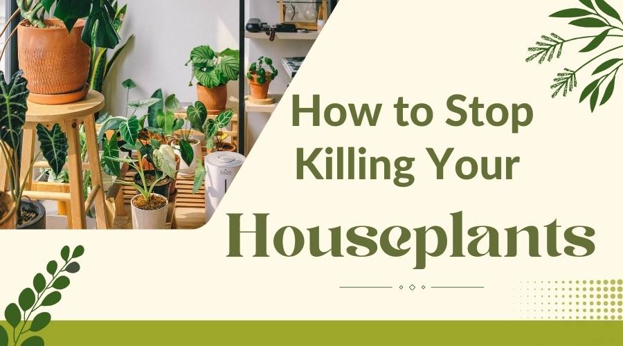 How to Stop Killing Your Houseplants: Tips for Indoor Plants