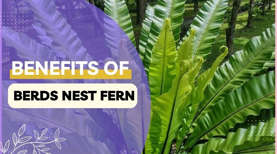 Benefits of Bird's Nest Fern
