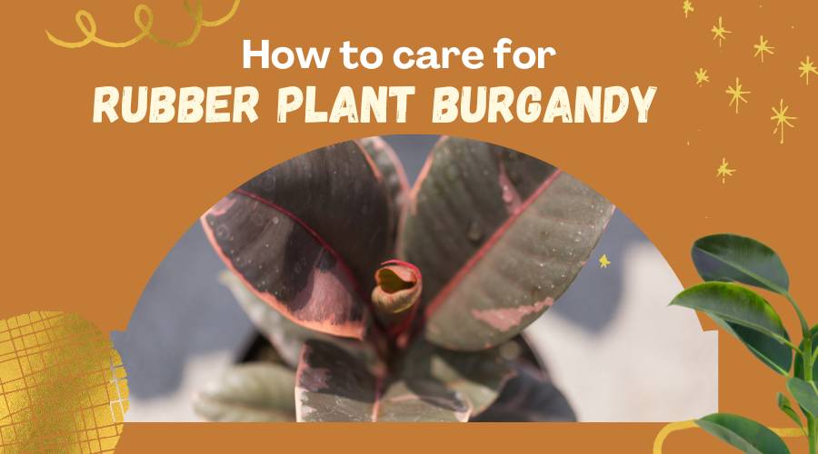 How to Care for Rubber Plant Burgundy