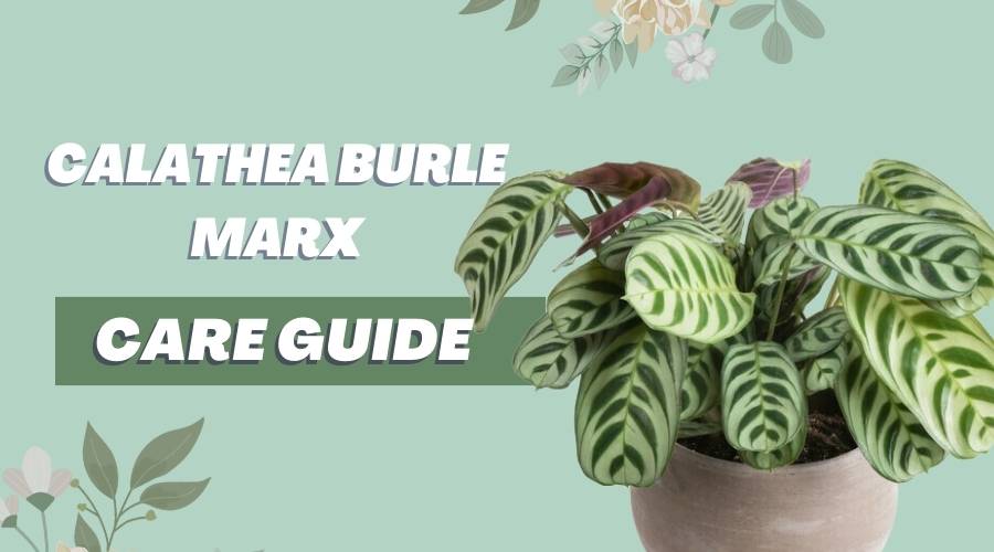 Calathea Burle Marx Care Guide