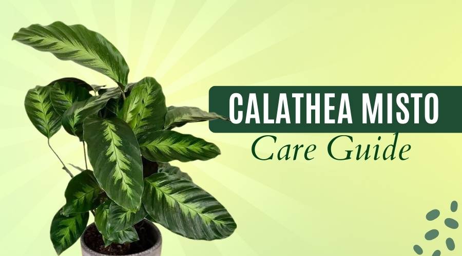 How to Care for Calathea Misto