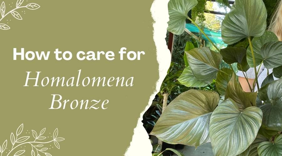 How to Care for Homalomena Bronze