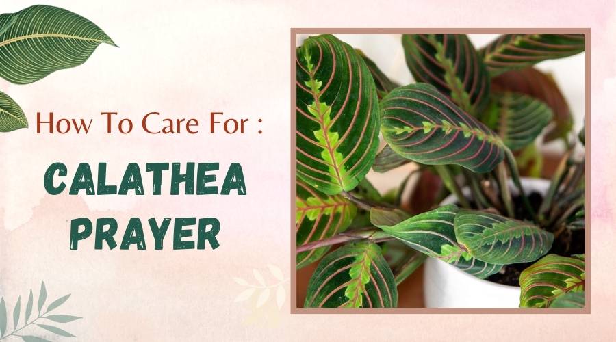 How to Care for Calathea Prayer