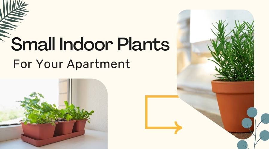 Small Indoor Plants for Your Apartment 
