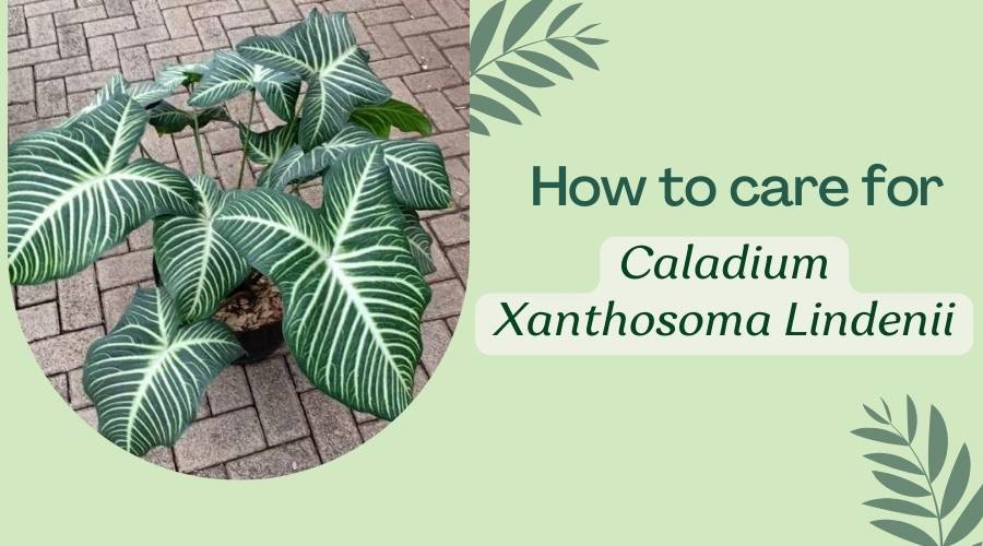 Caladium Xanthosoma Lindenii Care Guide