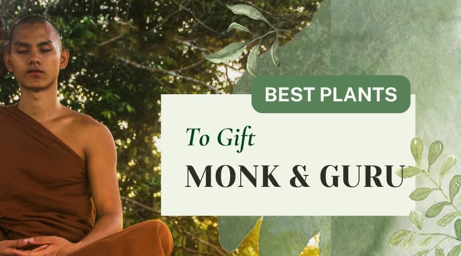 Best Plants to Gift to Guru and Monk