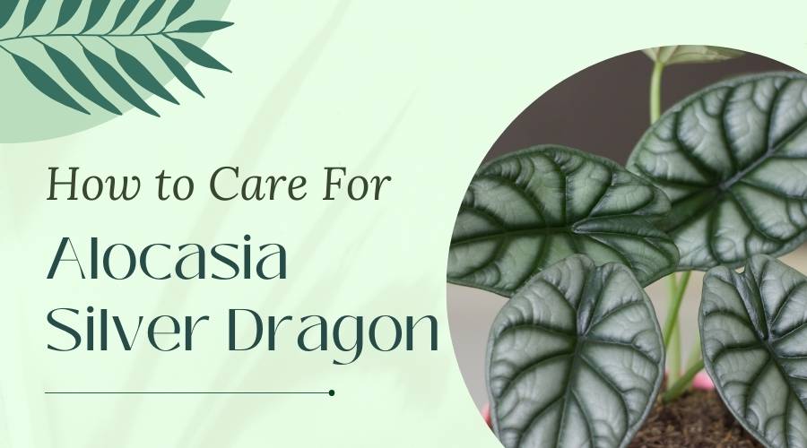 How to Grow and Care for Alocasia Silver Dragon (Care Guide)