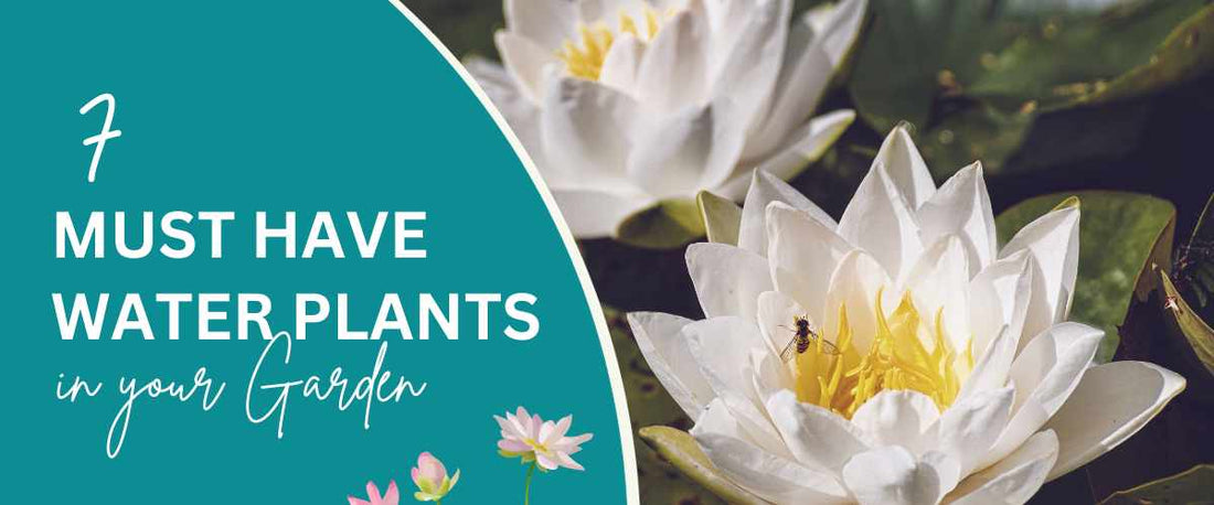 Must Have Water Plants in Your Garden