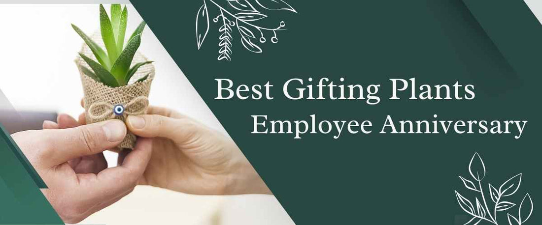 Best Plants That You Can Gift On An Employee Anniversary