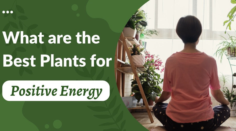 Best Positive Energy Plants for Home and Office