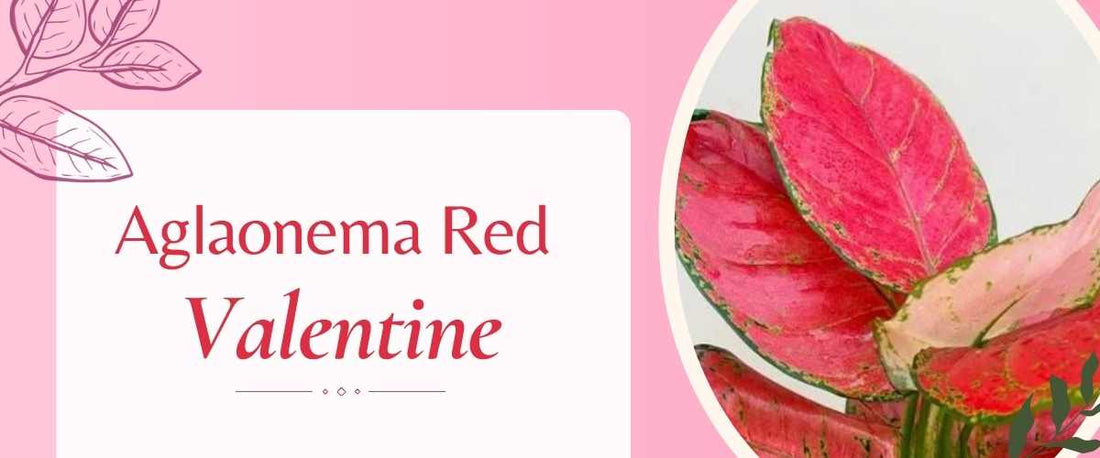 How to Care for Aglaonema Red Valentine
