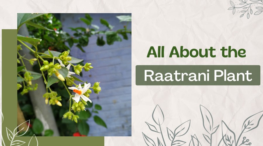 All About the Raatrani Plant