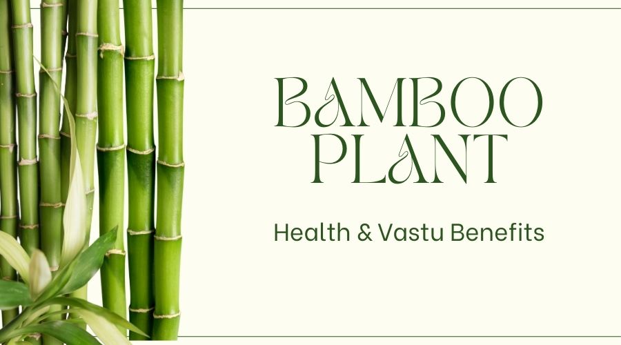 benefits of bamboo plant 