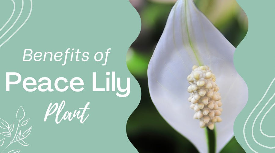 Benefits of Peace Lily Plant
