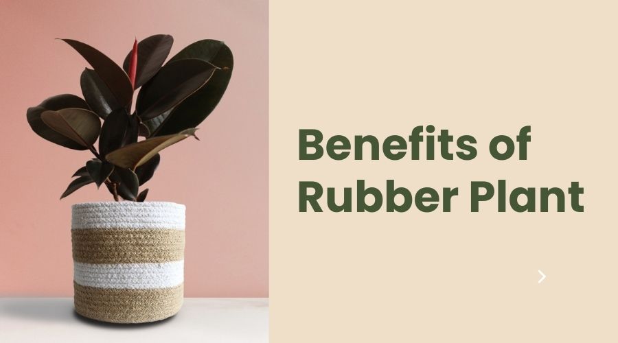 Benefits Of Rubber Plant 