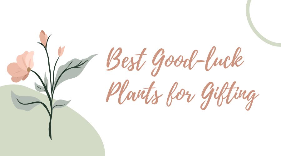 Best good luck plants for gift